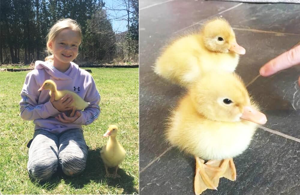Adopting ducklings